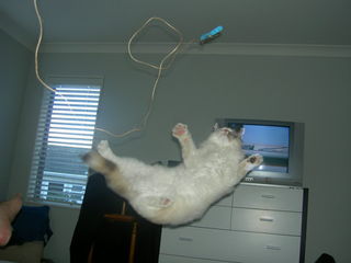 Flying Sophie