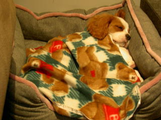 Hugo when he was a puppy