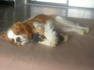 My favourite toy