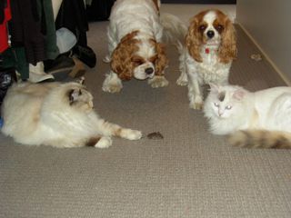 Fur Family with Mouse, email 12 May 2010