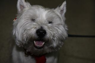 Hahahaha, Dougal found that part of the story really funny...