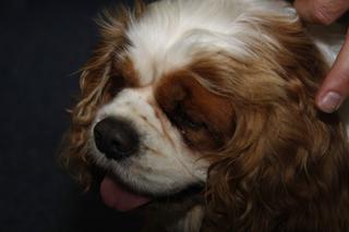 My brother Hugo, don't tell him, but I think he is really handsome.
